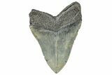 Serrated, Fossil Megalodon Tooth - North Carolina #245757-2